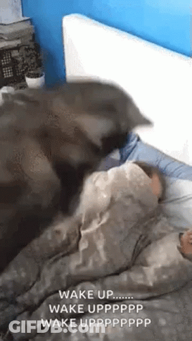 A Cat Is Laying On A Person 'S Head In Bed . GIF