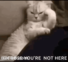A Cat Is Laying On A Person 'S Lap And Scratching It 'S Head . GIF