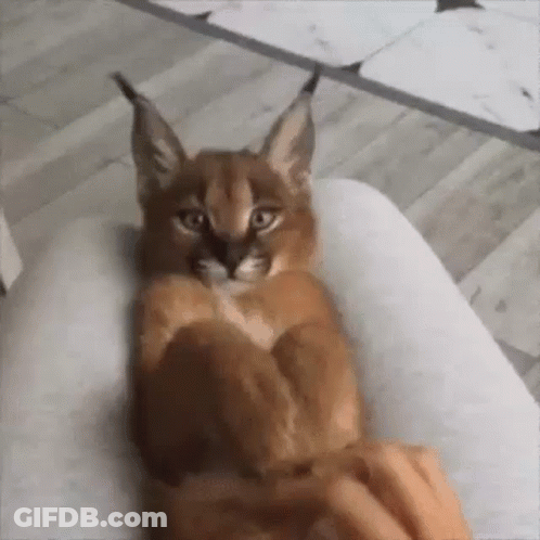 A Cat Is Laying On A Person 'S Lap . GIF