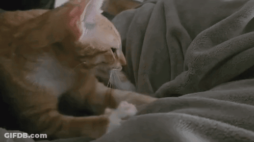 A Cat Is Laying On A Person 'S Lap On A Blanket . GIF