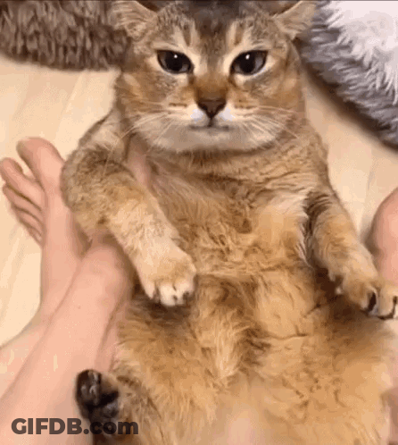 A Cat Is Laying On A Person 'S Lap . GIF