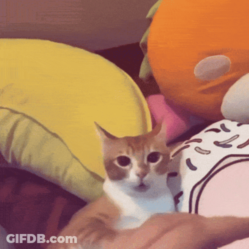 A Cat Is Laying On A Person 'S Lap With A Yellow Pillow In The Background GIF
