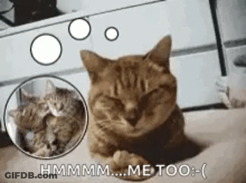 A Cat Is Laying On A Person 'S Lap With Its Eyes Closed And A Picture Of Another Cat Behind It . GIF