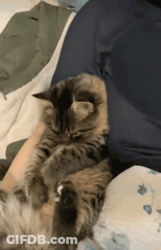 A Cat Is Laying On A Person 'S Shoulder GIF