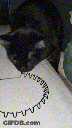 A Cat Is Laying On A Piece Of Paper With A Drawing Of A Spiral On It GIF