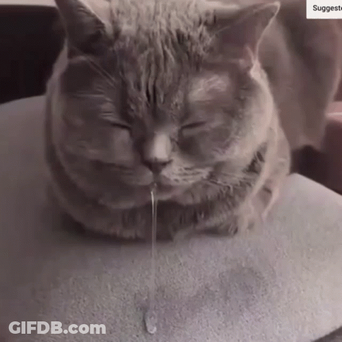 A Cat Is Laying On A Pillow With Its Eyes Closed And A Drop Of Liquid Is Coming Out Of Its Mouth . GIF