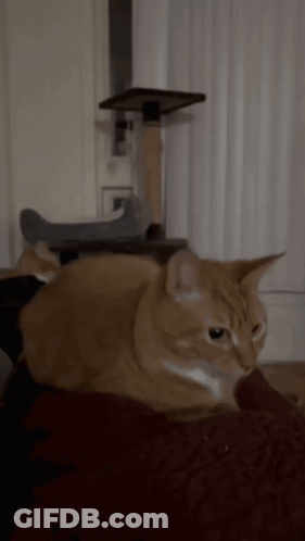 A Cat Is Laying On A Red Blanket In Front Of A Cat Tree GIF