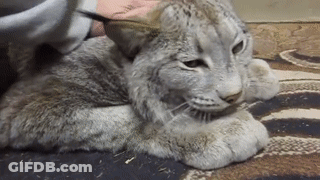 A Cat Is Laying On A Rug With A Person Petting It GIF