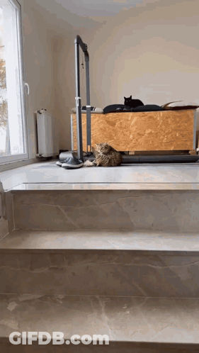 A Cat Is Laying On A Staircase Next To A Window GIF