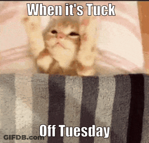 A Cat Is Laying On A Striped Blanket With A Caption That Says When It 'S Tuck Off Tuesday GIF