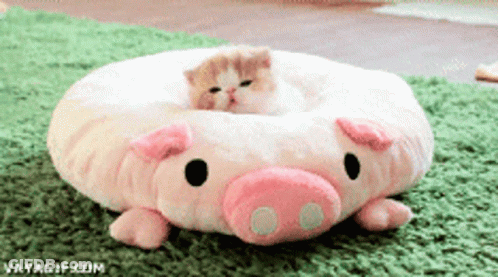 A Cat Is Laying On A Stuffed Pig Pillow GIF