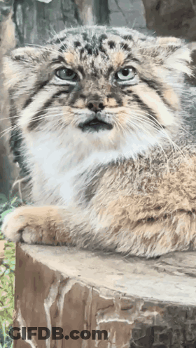 A Cat Is Laying On A Stump And Looking At The Camera GIF
