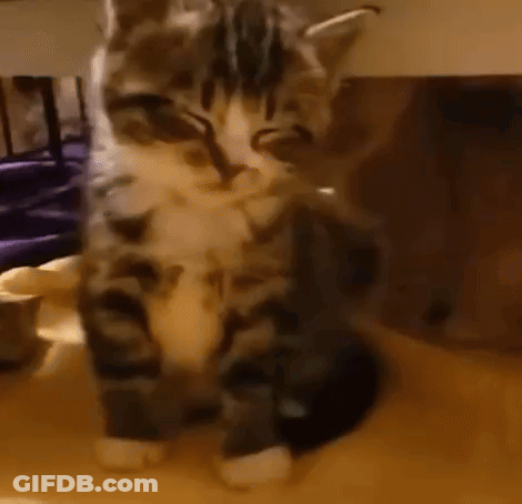 A Cat Is Laying On A Table And Looking At The Camera . GIF