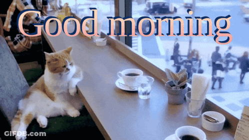 A Cat Is Laying On A Table In Front Of A Window With The Words Good Morning Above It GIF