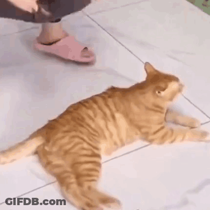 A Cat Is Laying On A Tiled Floor Next To A Person . GIF