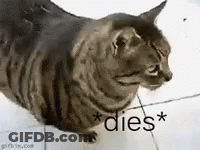 A Cat Is Laying On A Tiled Floor With The Word Dies Written On It GIF