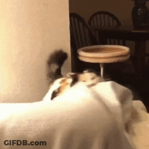 A Cat Is Laying On A White Cloth In A Room GIF