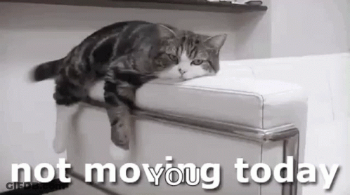 A Cat Is Laying On A White Couch With The Words `` Not Moving Today '' Written Above It . GIF