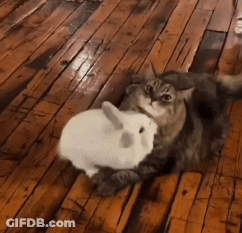A Cat Is Laying On A Wooden Floor Next To A White Rabbit . GIF