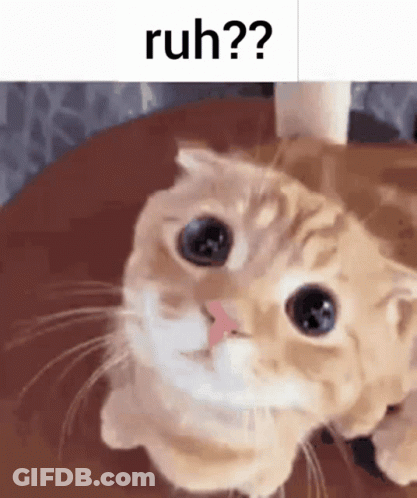 A Cat Is Laying On A Wooden Table And Looking At The Camera With A Caption That Says Ruh . GIF