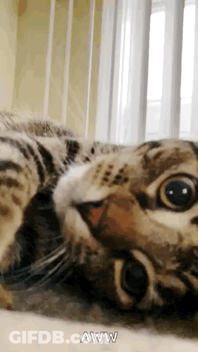 A Cat Is Laying On Its Back And Looking At The Camera With The Caption Aww . GIF
