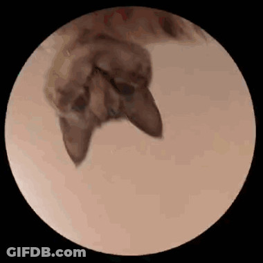 A Cat Is Laying On Its Back In A Circle On A Table . GIF
