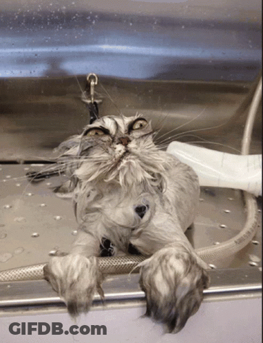 A Cat Is Laying On Its Back In A Sink GIF