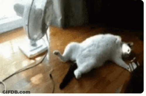 A Cat Is Laying On Its Back In Front Of A Fan On A Wooden Floor . GIF
