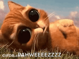 A Cat Is Laying On Its Back In The Grass And Looking Up At The Camera . GIF