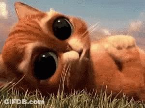 A Cat Is Laying On Its Back In The Grass And Looking Up At The Camera . GIF