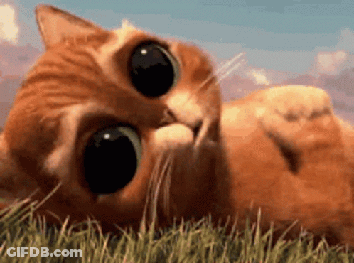 A Cat Is Laying On Its Back In The Grass Looking At The Camera . GIF