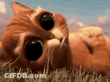 A Cat Is Laying On Its Back In The Grass Looking Up At The Camera . GIF