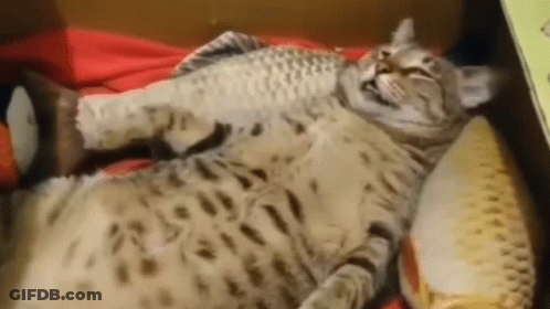 A Cat Is Laying On Its Back On A Bed With A Fish Toy . GIF