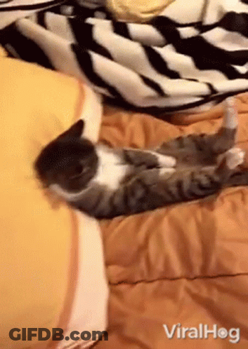 A Cat Is Laying On Its Back On A Bed With A Striped Blanket GIF