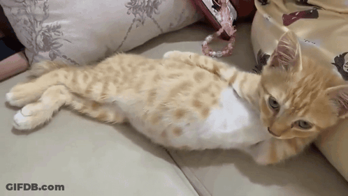 A Cat Is Laying On Its Back On A Couch And Looking At The Camera GIF