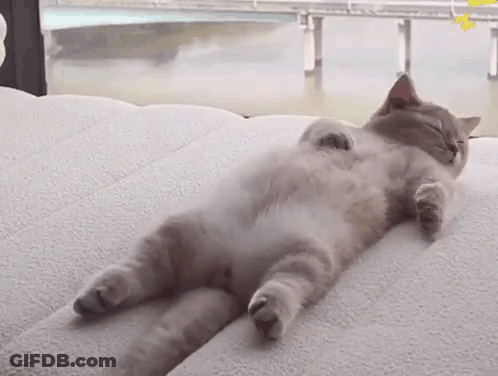 A Cat Is Laying On Its Back On A Couch With Its Eyes Closed . GIF