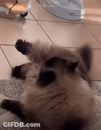 A Cat Is Laying On Its Back On A Tiled Floor In Front Of A Water Dispenser GIF