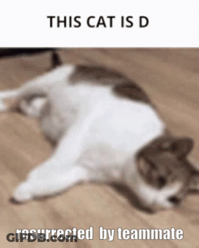 A Cat Is Laying On Its Back On A Wooden Floor With The Caption This Cat Is D Resurrected By Teammate GIF