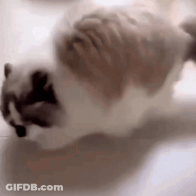 A Cat Is Laying On Its Back On The Floor And Looking At The Camera . GIF