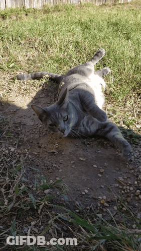 A Cat Is Laying On Its Back On The Ground GIF