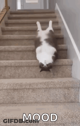 A Cat Is Laying On Its Back On The Stairs . GIF