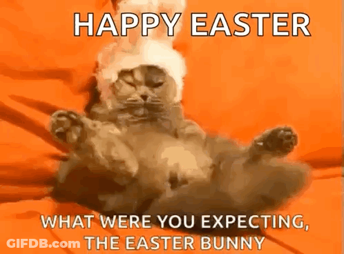 A Cat Is Laying On Its Back Wearing An Easter Bunny Hat . GIF