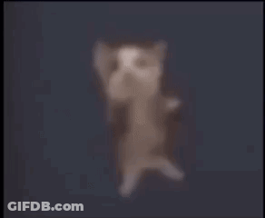 A Cat Is Laying On Its Back With Its Arms Outstretched And A Blurry Background . GIF
