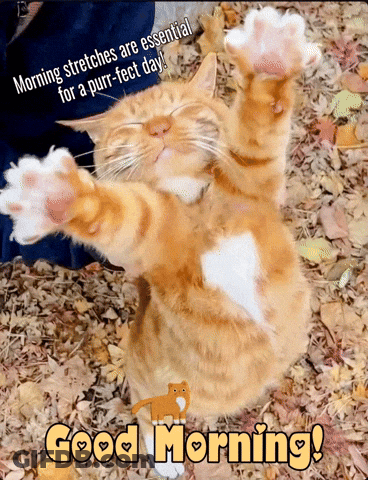 A Cat Is Laying On Its Back With Its Paws In The Air And A Good Morning Message Below It GIF