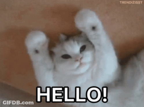 A Cat Is Laying On Its Back With Its Paws In The Air And Says Hello ! GIF