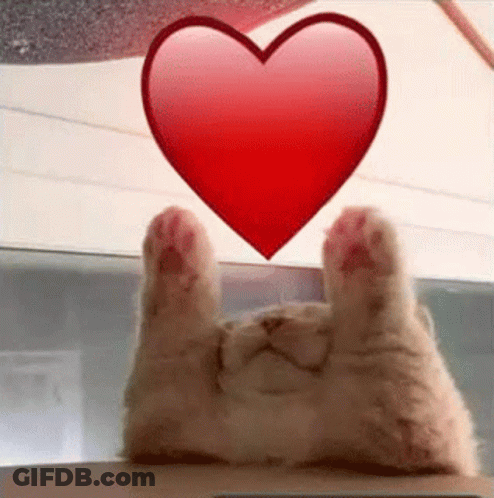 A Cat Is Laying On Its Back With Its Paws Up And A Heart Floating Above Its Head . GIF
