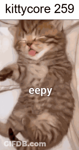 A Cat Is Laying On Its Back With Its Tongue Hanging Out And The Words Kittycore 259 Eepy GIF