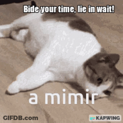 A Cat Is Laying On Its Back With The Caption Bide Your Time Lie In Wait A Mimir GIF