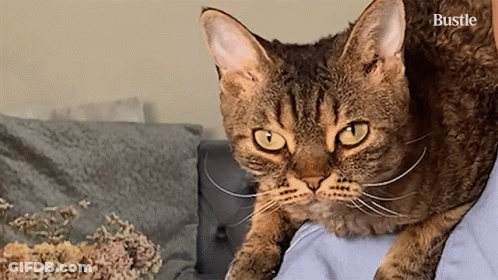 A Cat Is Laying On Someone 'S Lap And The Word Bustle Is Visible In The Corner GIF