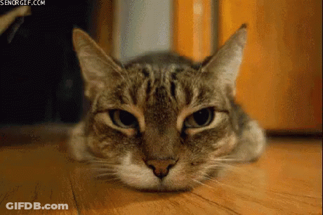 A Cat Is Laying On The Floor And Looking At The Camera GIF